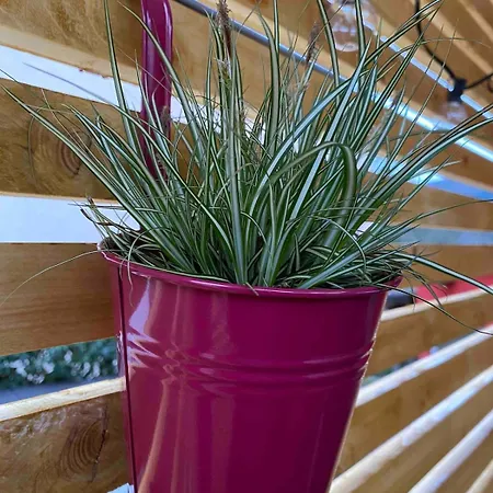 Zwischen Mosel Und Weinbergen *