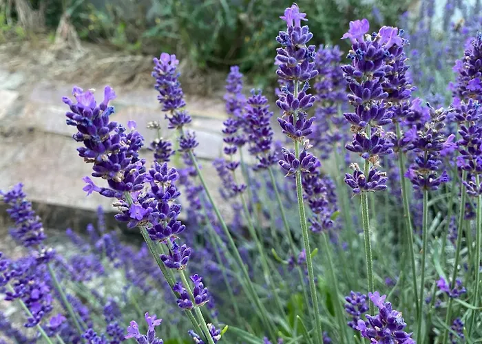 Zwischen Mosel Und Weinbergen
