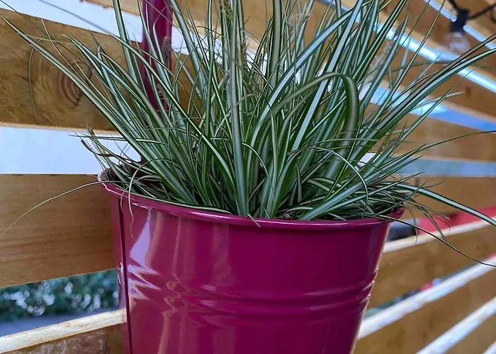 Zwischen Mosel Und Weinbergen *